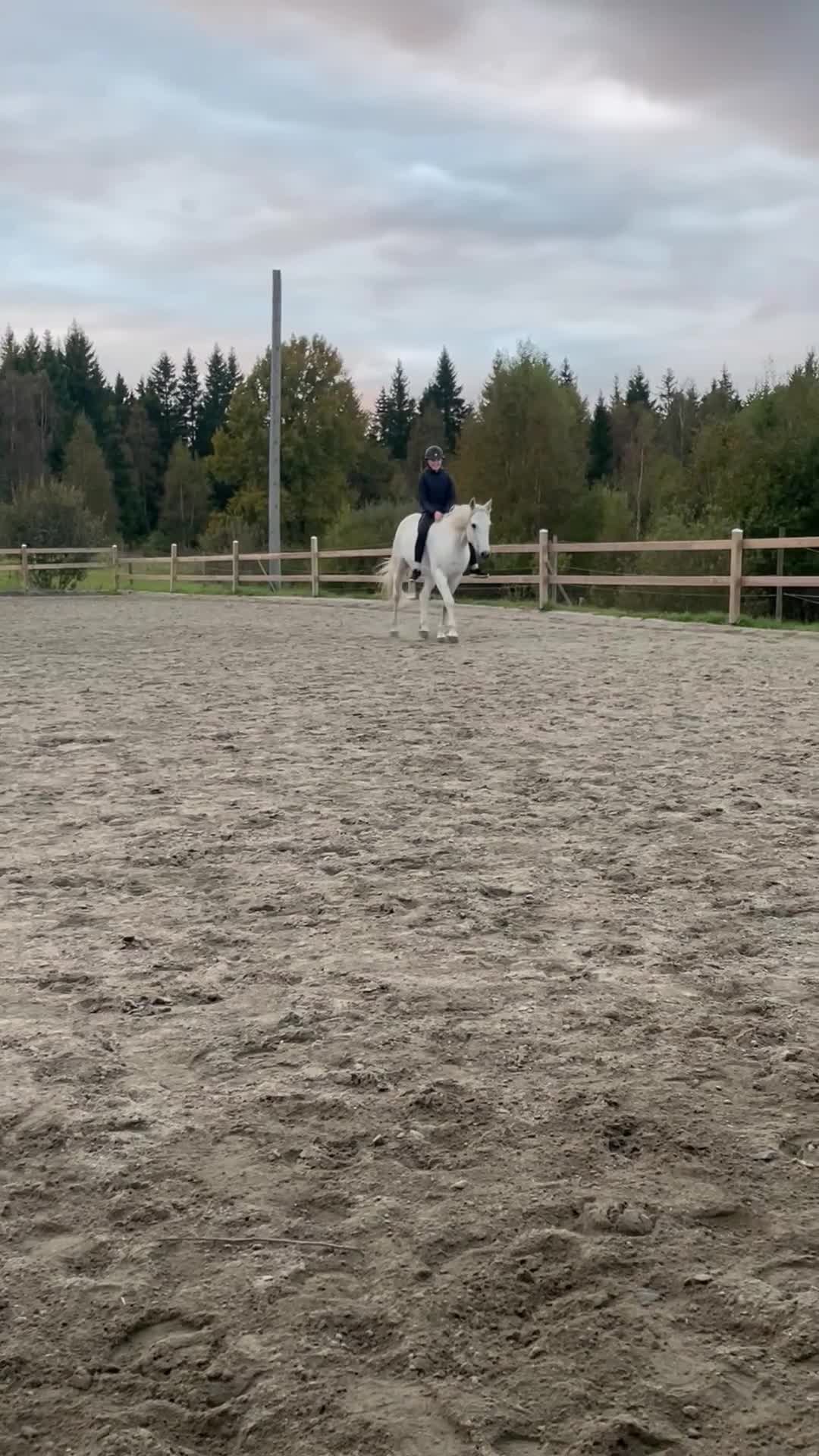 Allround hästar till salu: Underbar D-ponny - Video 1