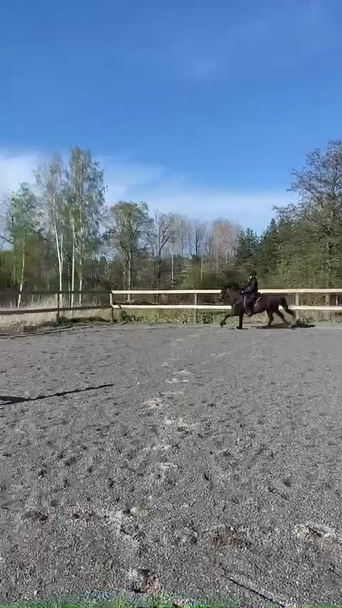 Island hästar till salu: Fin islandshäst - Video 2