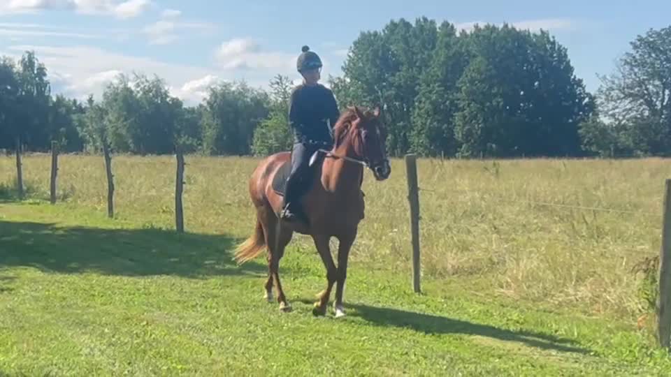 Allround hästar till salu: Flott och utvecklingsbar grundriden unghäst - Video 1