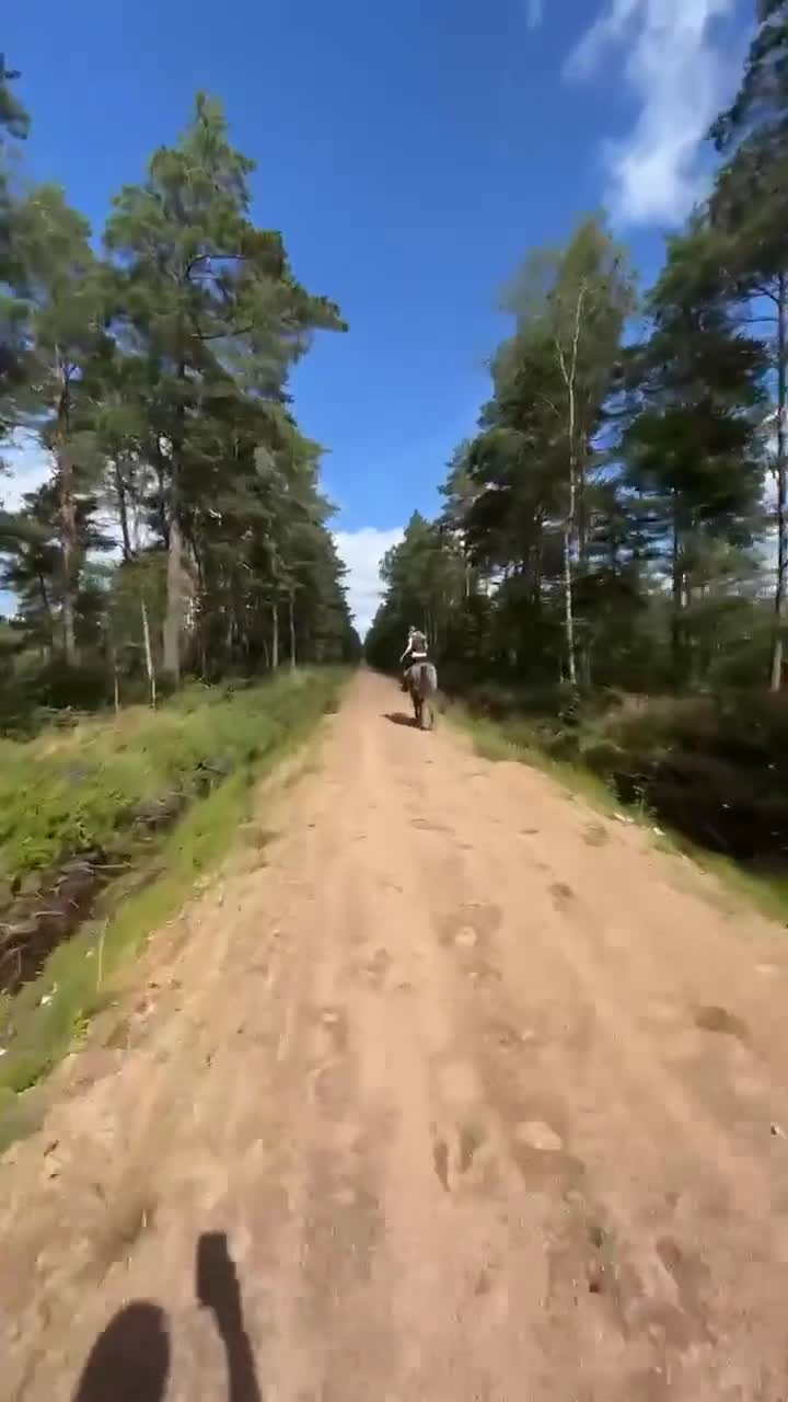 Allround hästar till salu: Totte  - Video 3