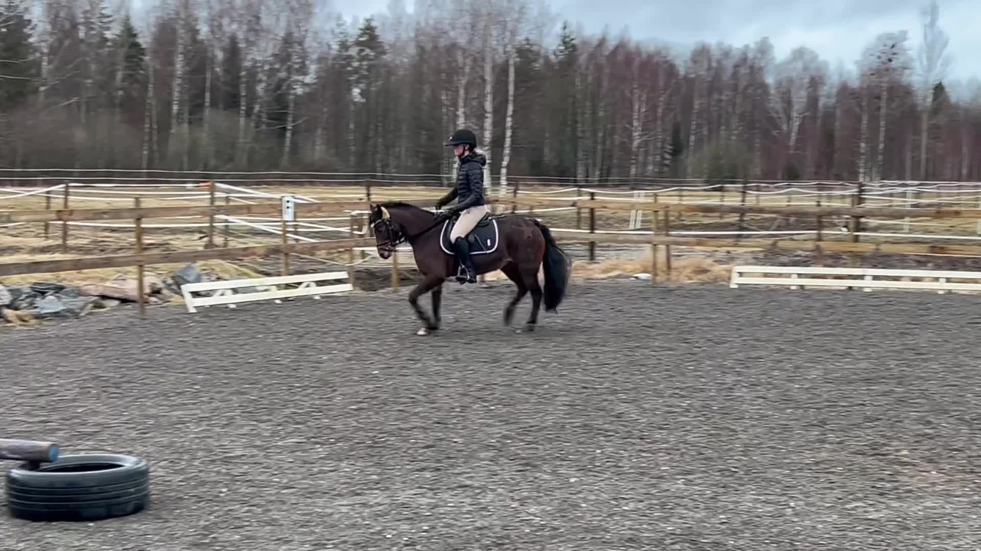 Allround hästar till salu: Sockersöta Fia söker nytt hem i Hammarö - Video 1