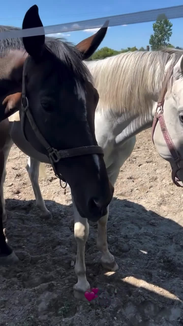 Allround hästar till salu: Arabiskt Fullblod❤️ - Video 2