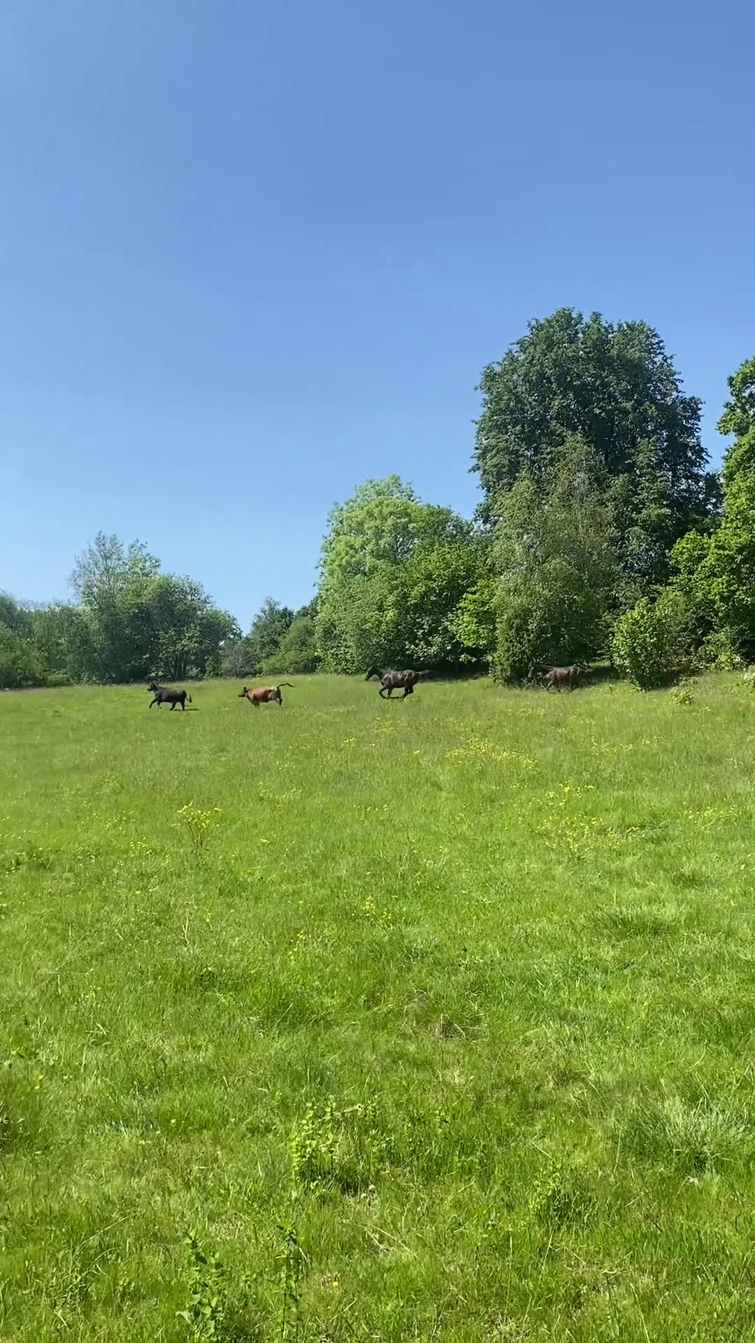 Hoppning hästar till salu: Unghäst för sporten✨ i Broakulla - Video 5