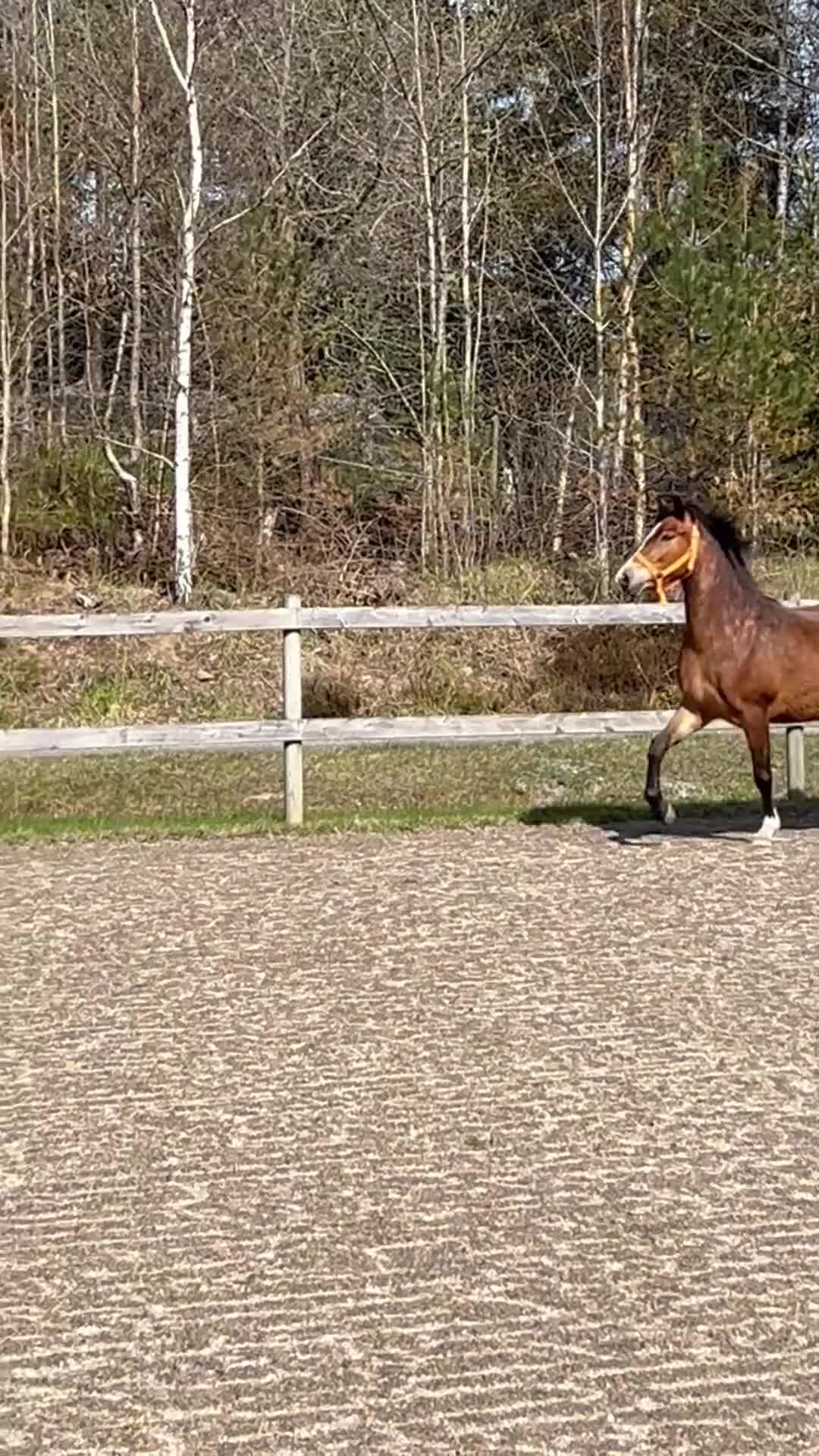 Allround hästar till salu: Mor och dotter ponny - Video 3