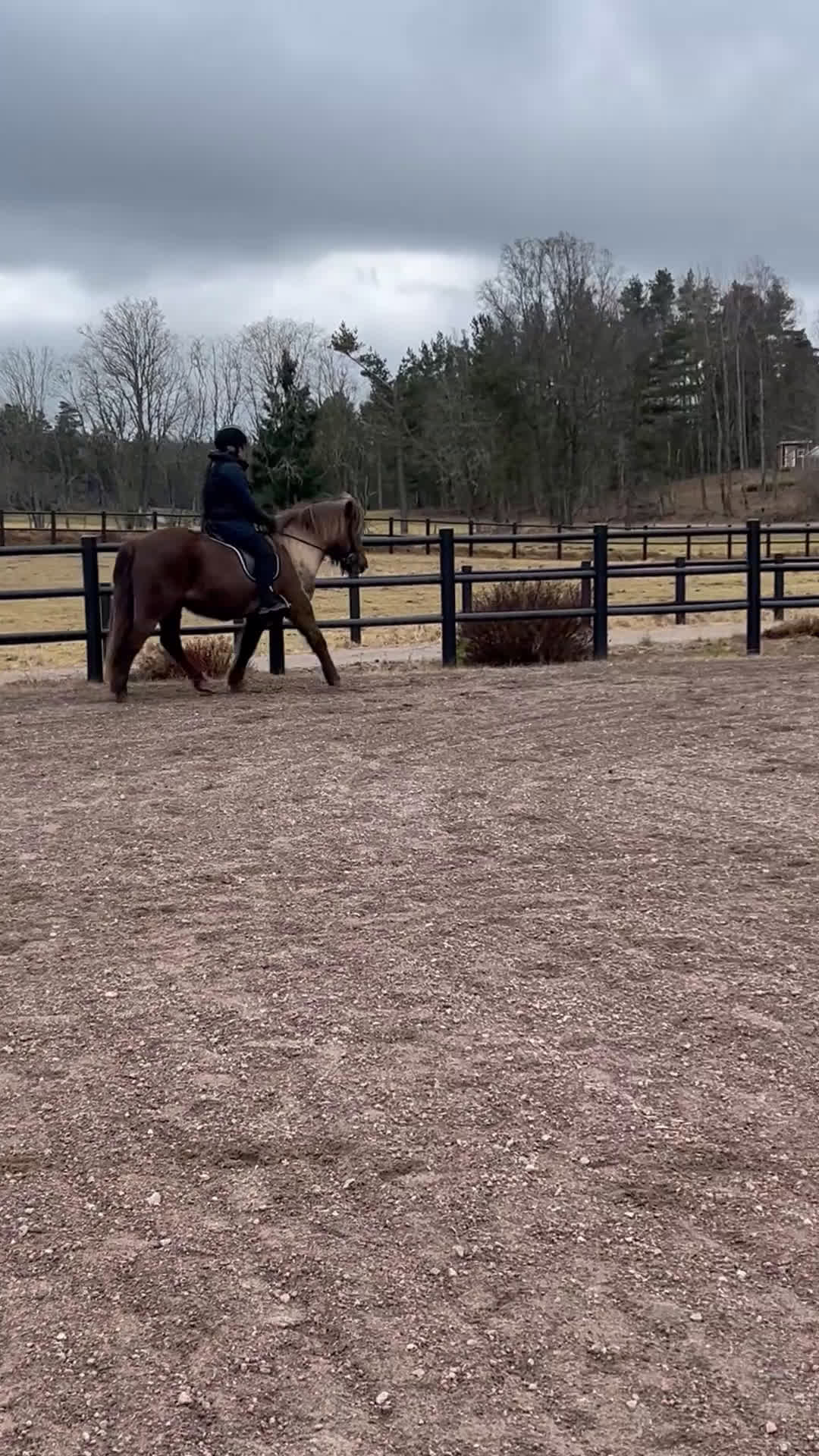 Island hästar till salu: Valack 13 år - Video 3