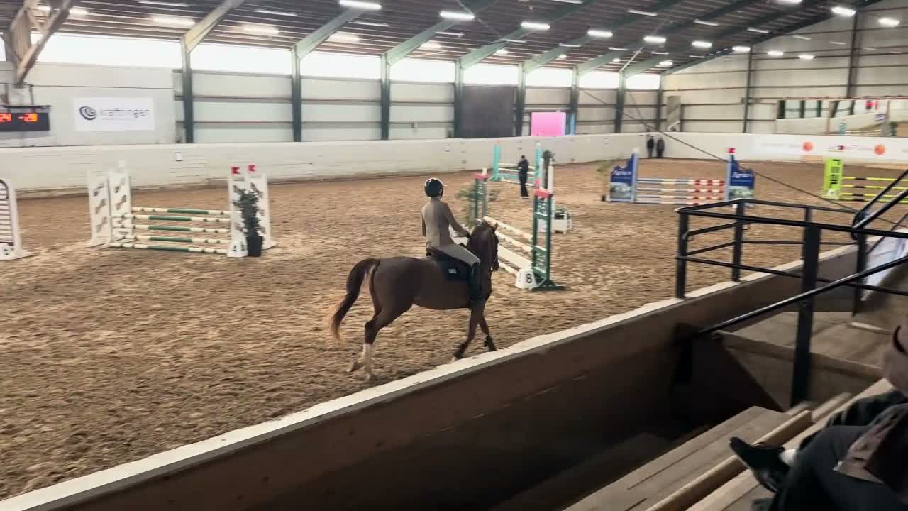 Hoppning hästar till salu: Trevligt personligt sto - Video 1