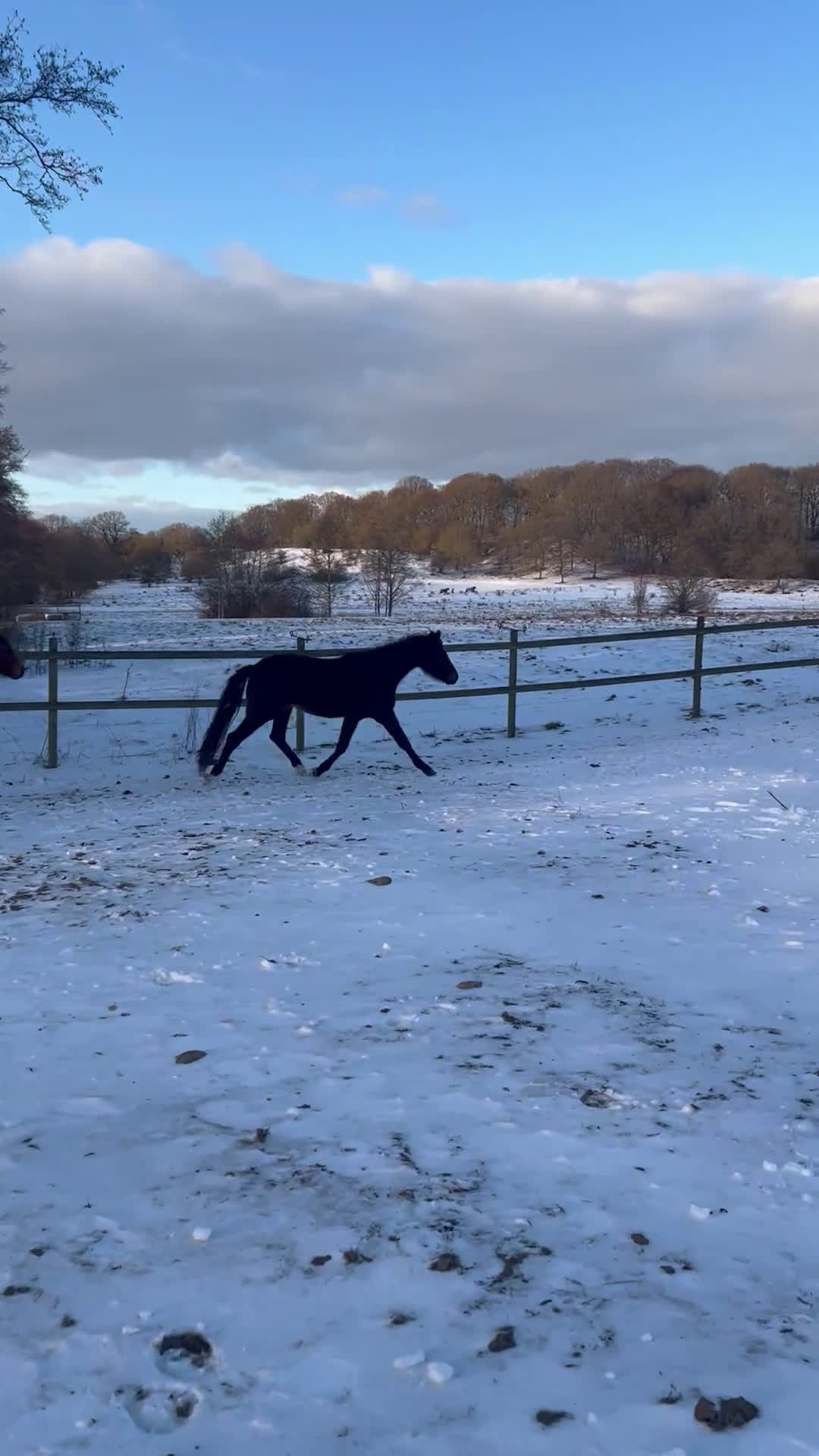 Dressyr hästar till salu: Helbror till Frans Isak-23 i Torna-hällestad - Video 2