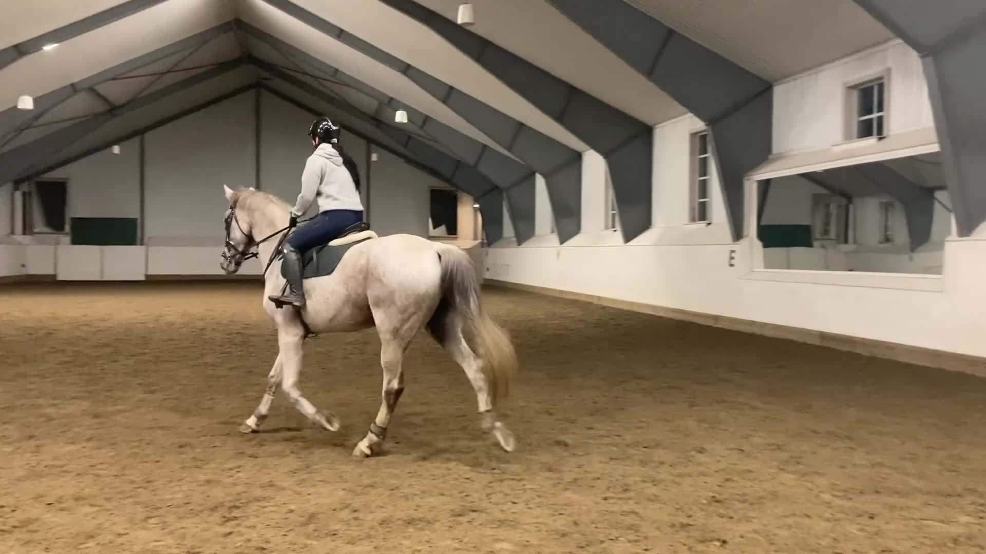 Allround hästar till salu: En bästa vän i Umeå - Video 5