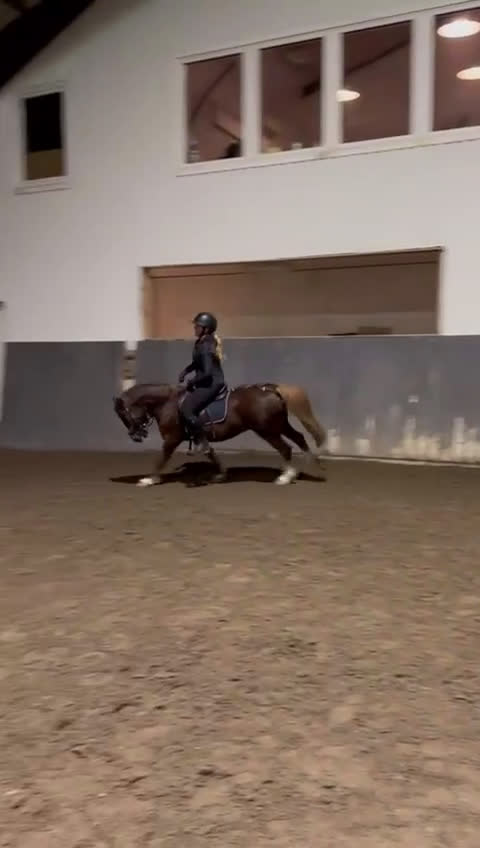 Allround hästar till salu: Kul kat.3 ponni selges i Sandefjord - Video 4