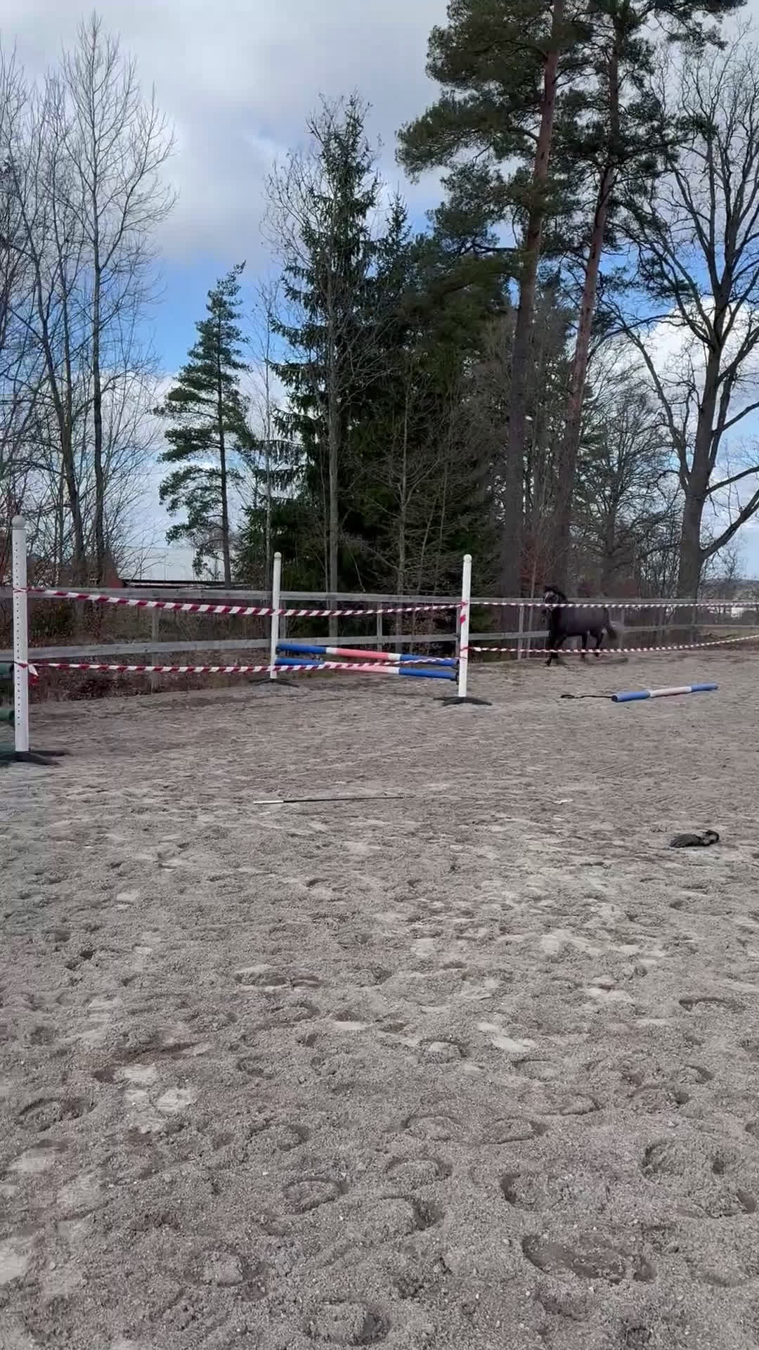 Allround hästar till salu: Vera söker sin stjärna - Video 2