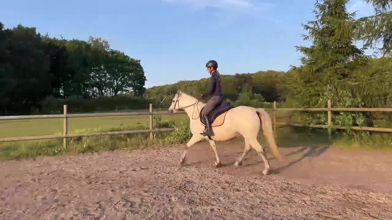 Allround hästar till salu: Fin ponny med hopptalang  - Video 4