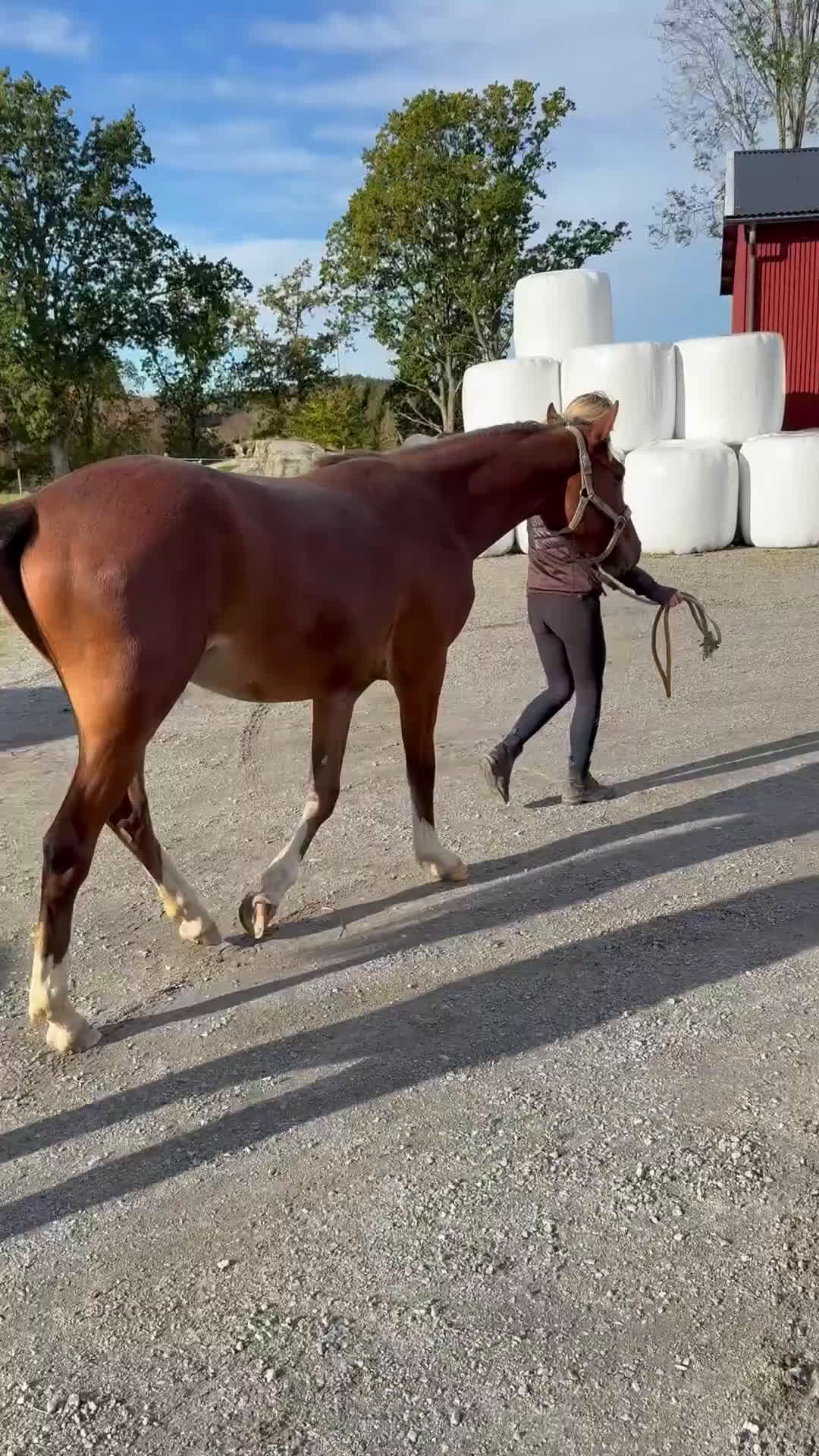 Hoppning hästar till salu: Lovande unghäst för framtiden! i Hällevadsholm - Video 4