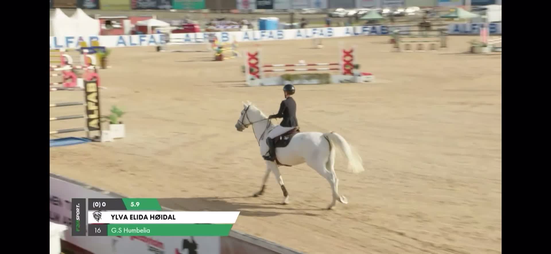 Hoppning hästar till salu: Fantastisk spranghest - Video 1