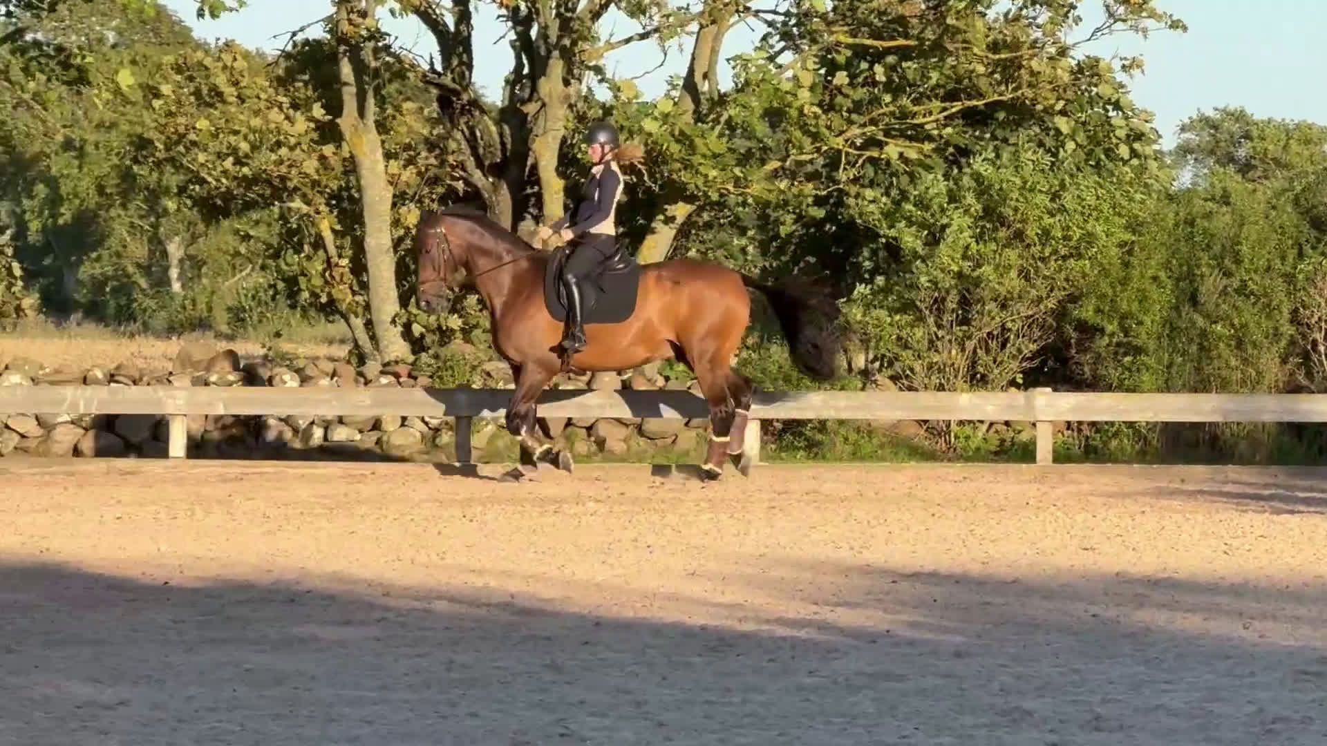 Dressyr hästar till salu: Mycket tävlingsvan och stabil valack i Sennan - Video 2