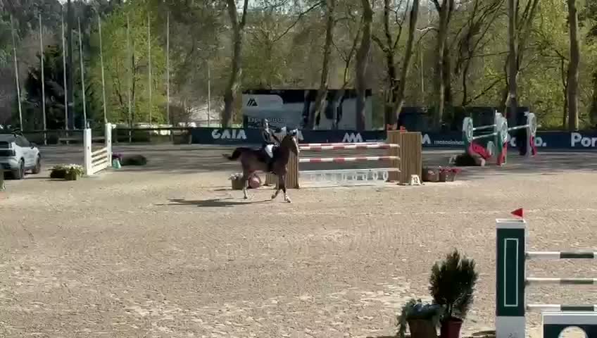 Hoppning hästar till salu: Hopphäst säljes - Video 2
