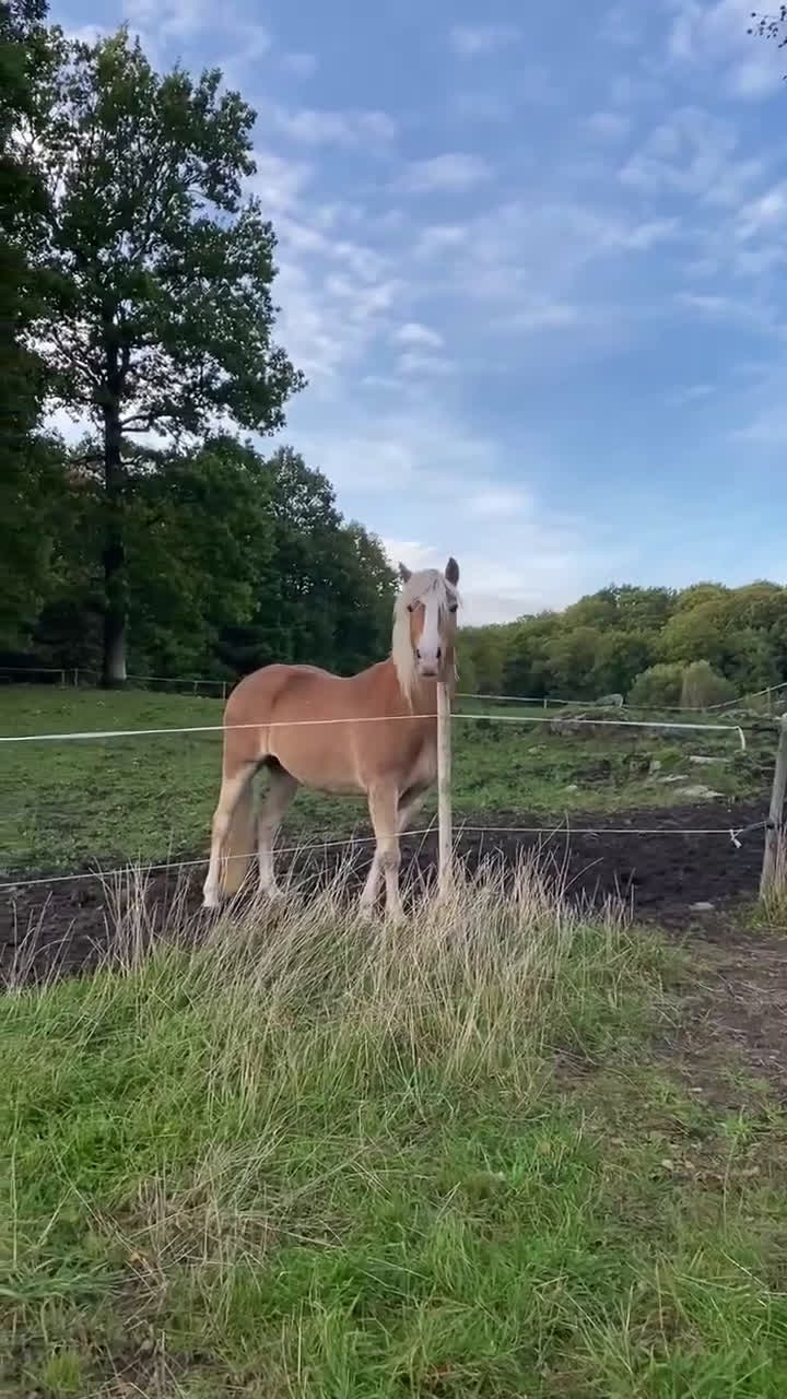 Allround hästar till salu: Sto söker för alltid hem i Hovås - Video 1