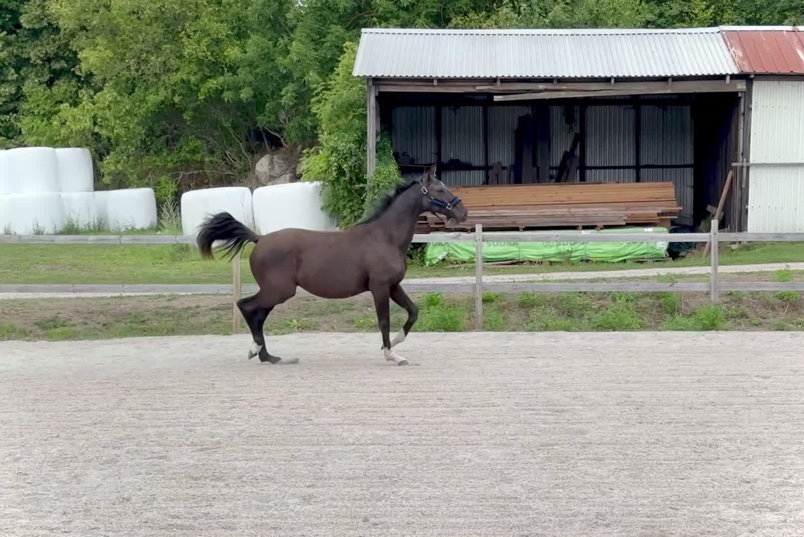 Dressyr hästar till salu: Flott svart dressyrsto! - Video 2