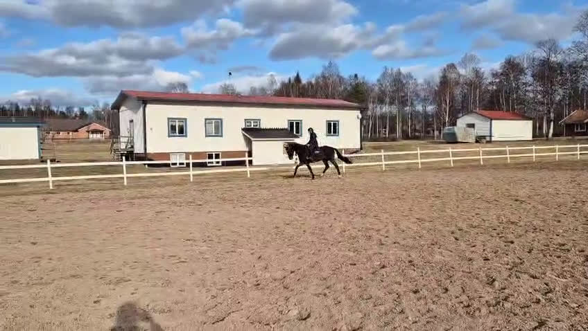 Allround hästar till salu: Superfin kwpn-valack! i Nusnäs - Video 4