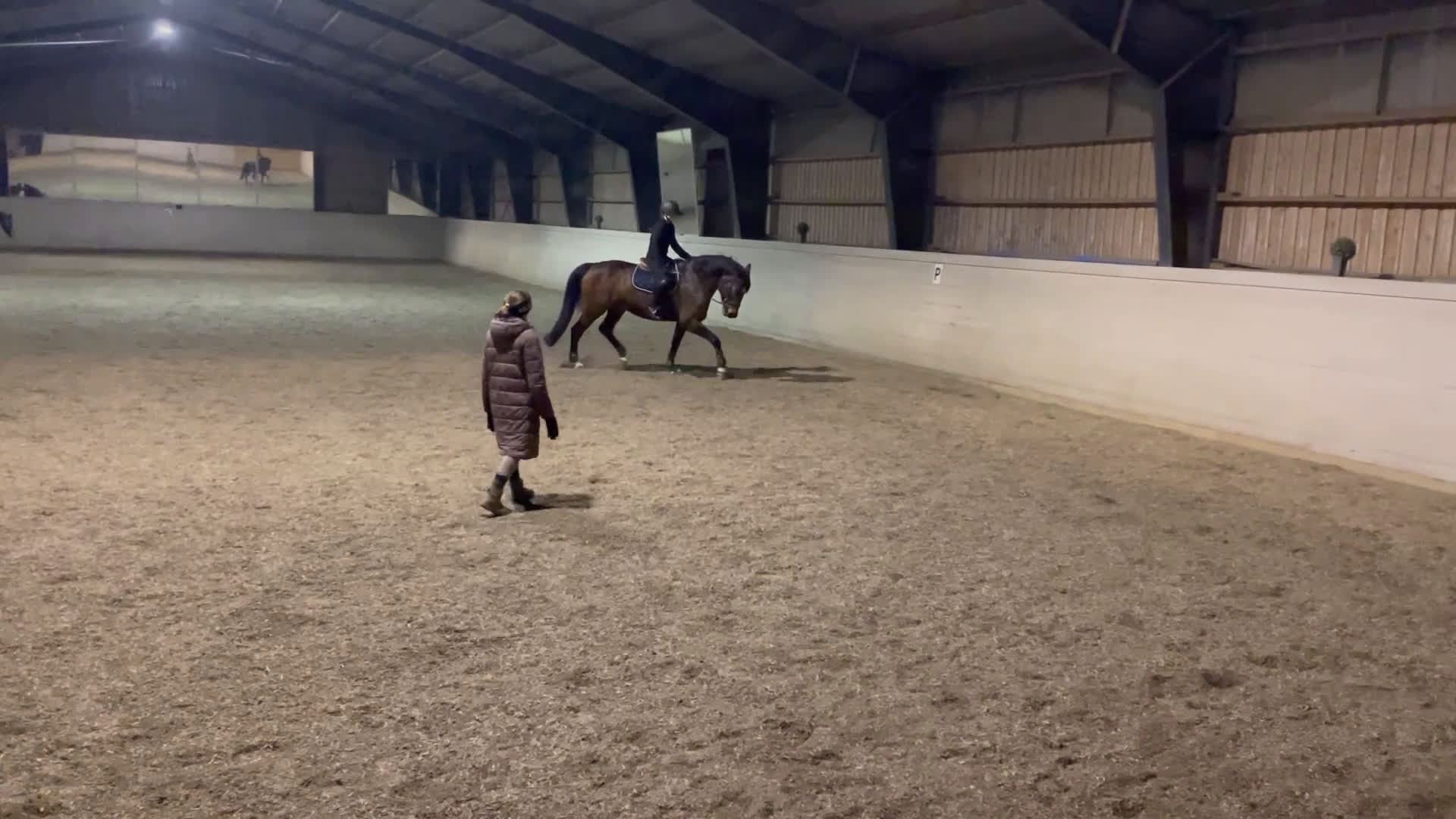 Dressyr hästar till salu: Lovande dressyrsto - Video 2