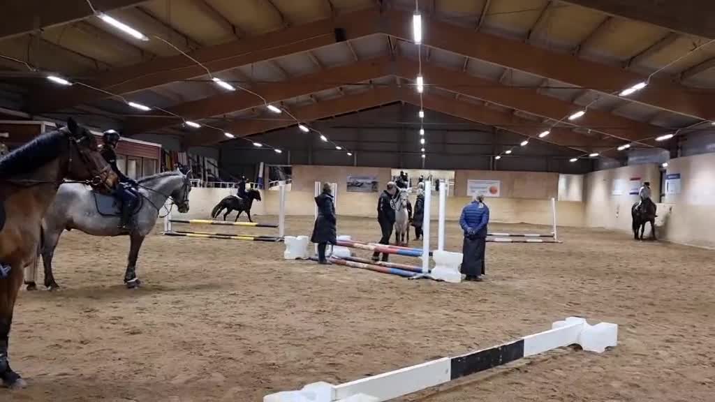 Sällskap hästar till salu: Häftig projekt eller sällskapsponny - Video 2