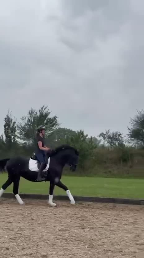 Dressyr hästar till salu: Trevligt och välridet svart sto - Video 2