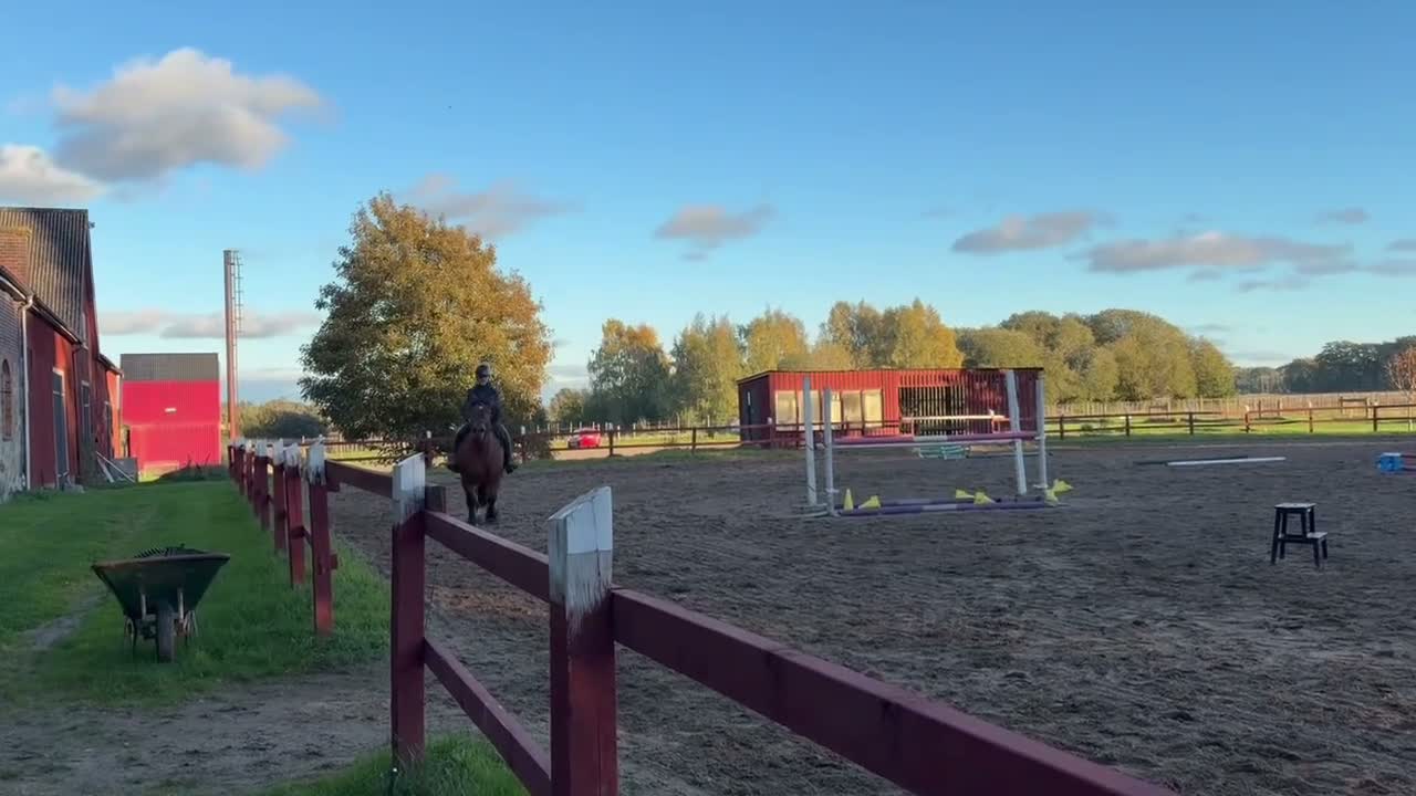 Allround hästar till salu: Smäcker ridardenner letar nytt hem - Video 1
