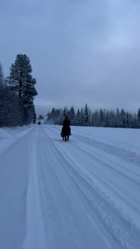 Island hästar till salu: Klok och cool femgångare - Video 3