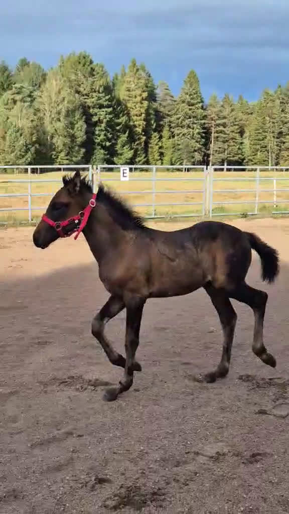 Allround hästar till salu: PocahontaZ barockpinto alternativt byte i Ljung - Video 1