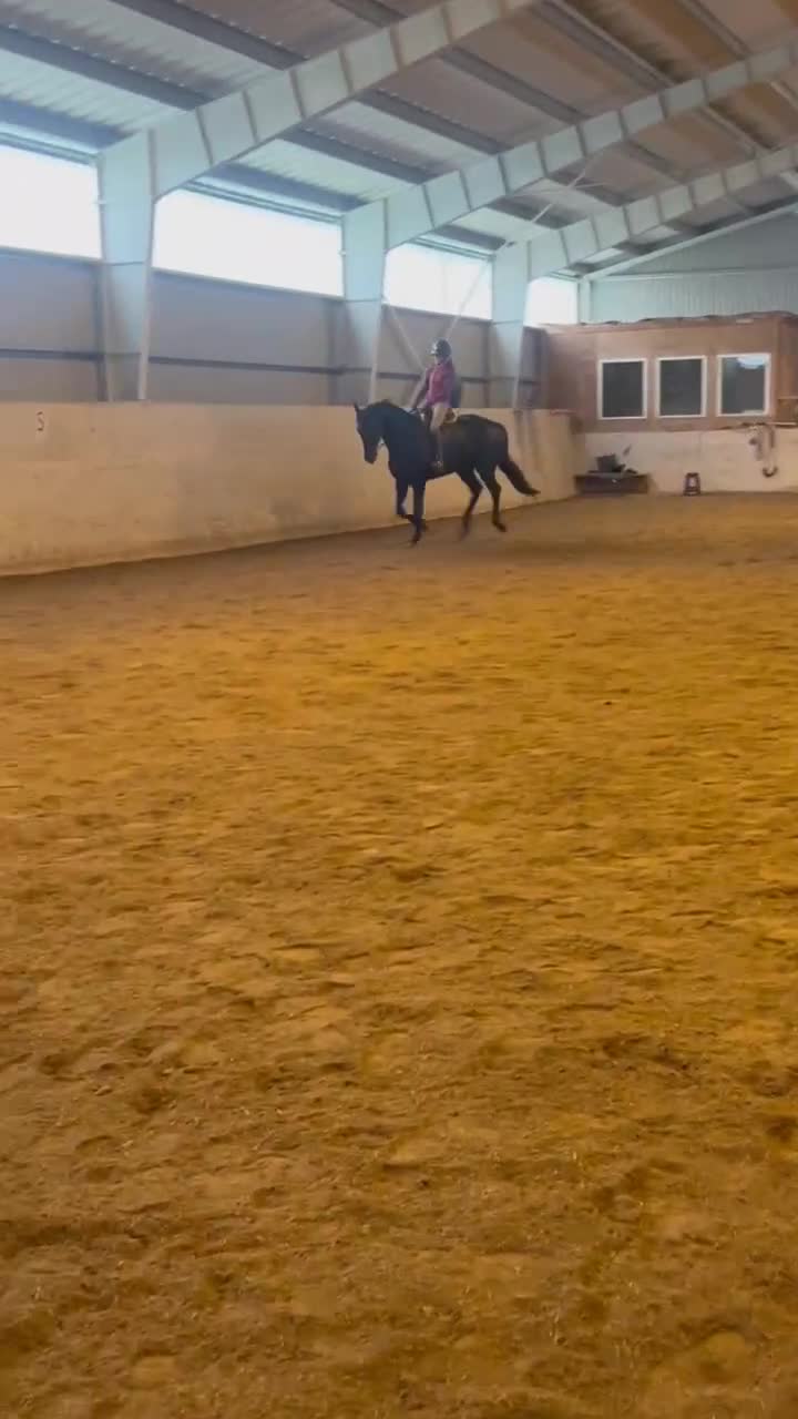 Allround hästar till salu: Vänlig, vacker och kapabel  - Video 2