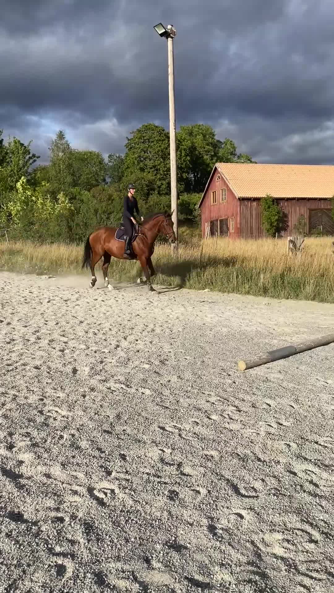 Allround hästar till salu: Hobby eller mor/dotter häst! - Video 4