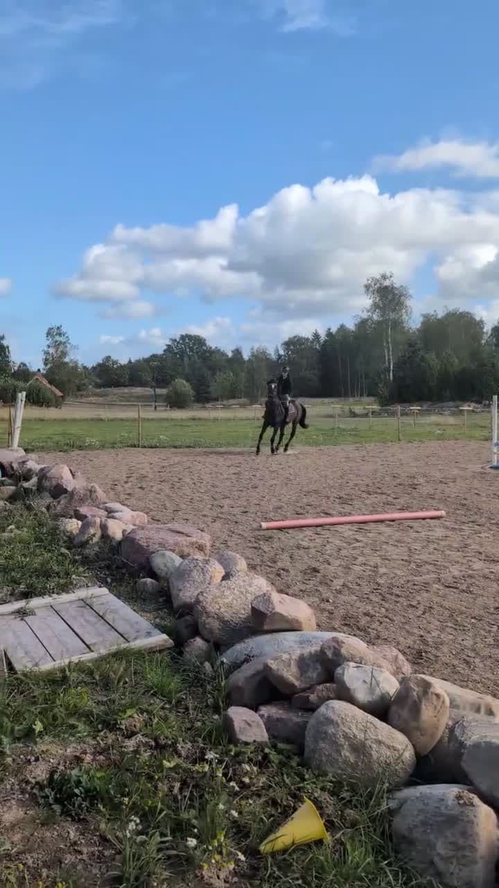 Allround hästar till salu: Världens bästa Bellman - Video 1