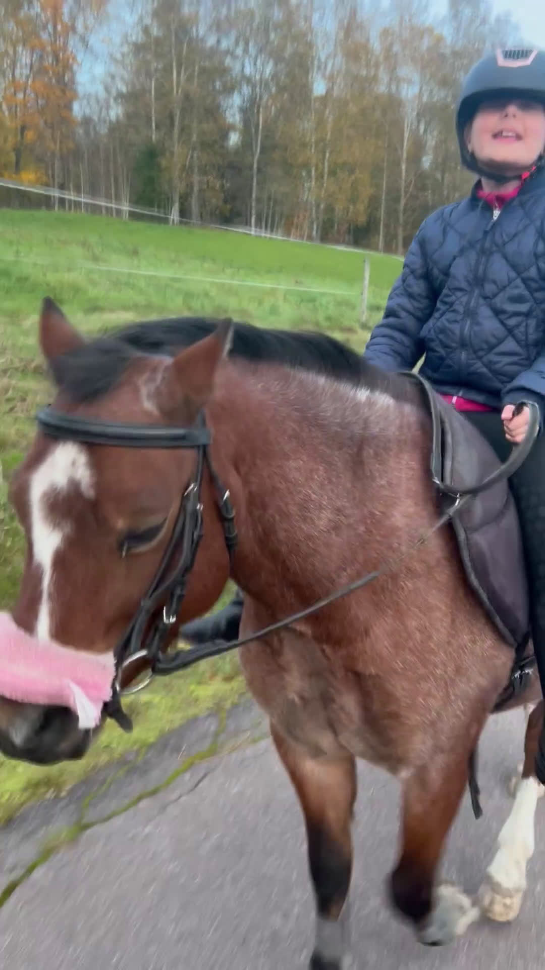 Allround hästar till salu: Världens bästa Albert! - Video 1