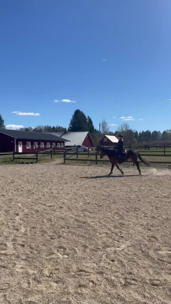 Allround hästar till salu: Trygg och arbetsvillig C-ponny med potential i Alvesta - Video 3