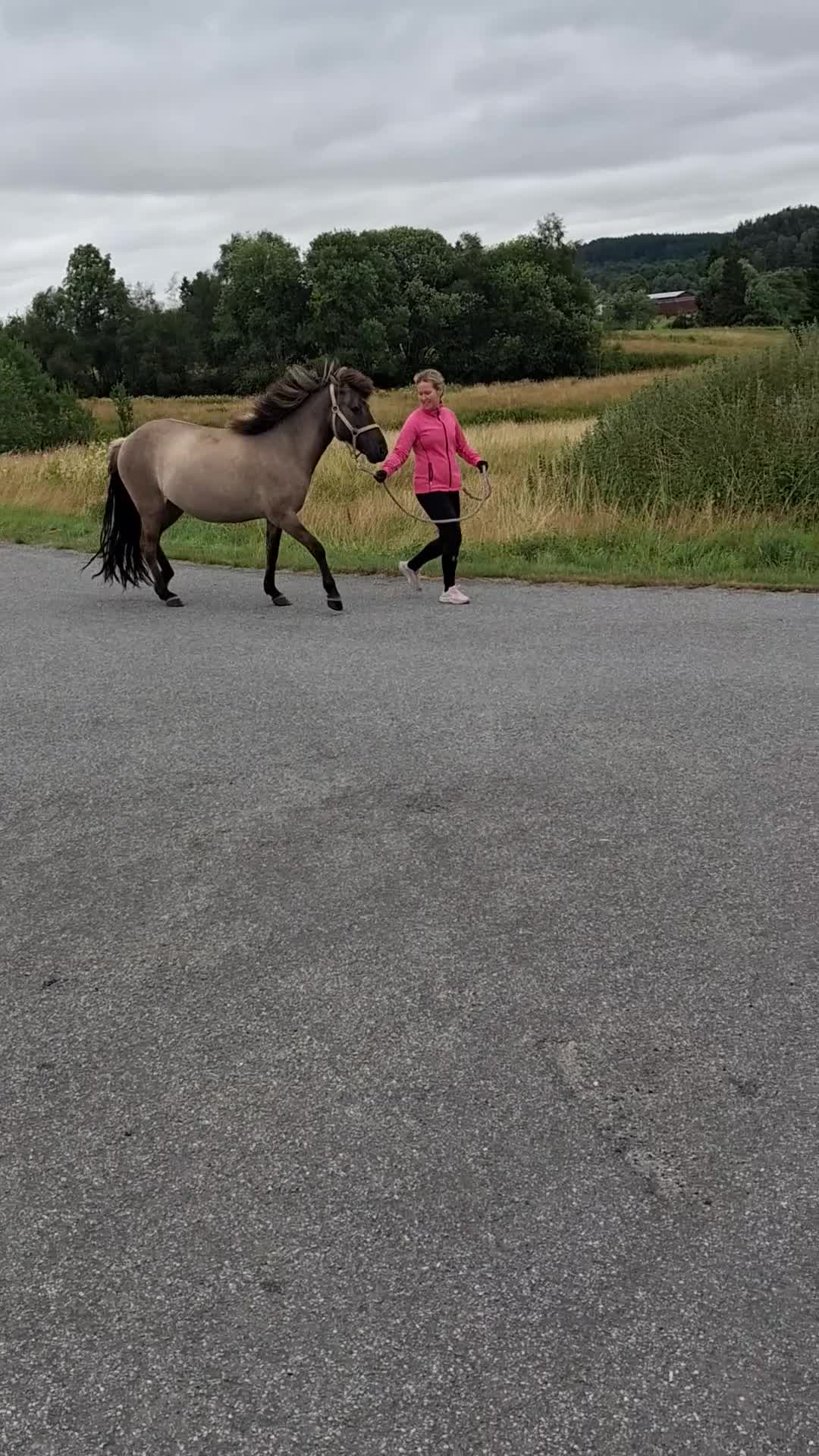 Island hästar till salu: Trevligt sto - Video 1