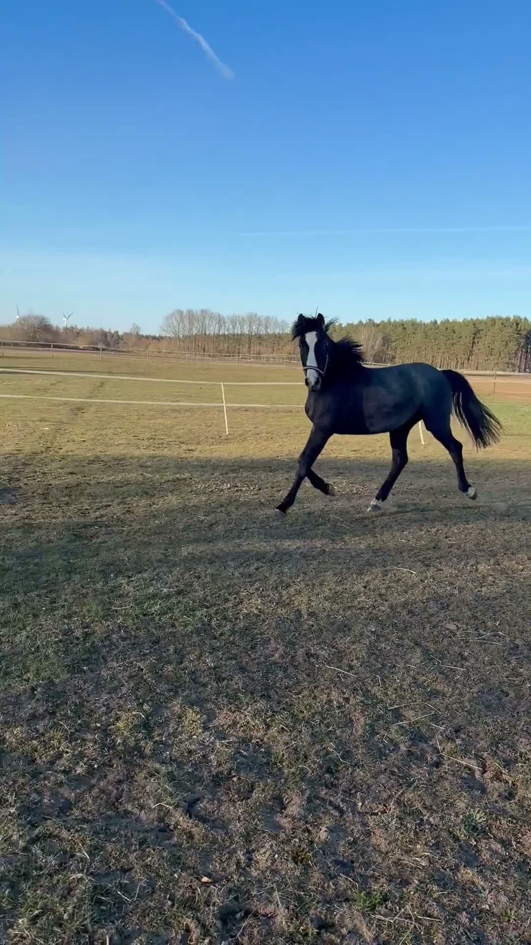 Allround hästar till salu: Ferdinand, fast i hästversion  - Video 2