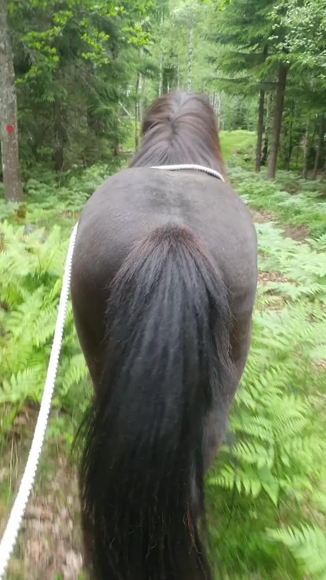  medryttarhäst finnes: Extrahjälp sökes snarast till känslig islandshäst! - Video 1