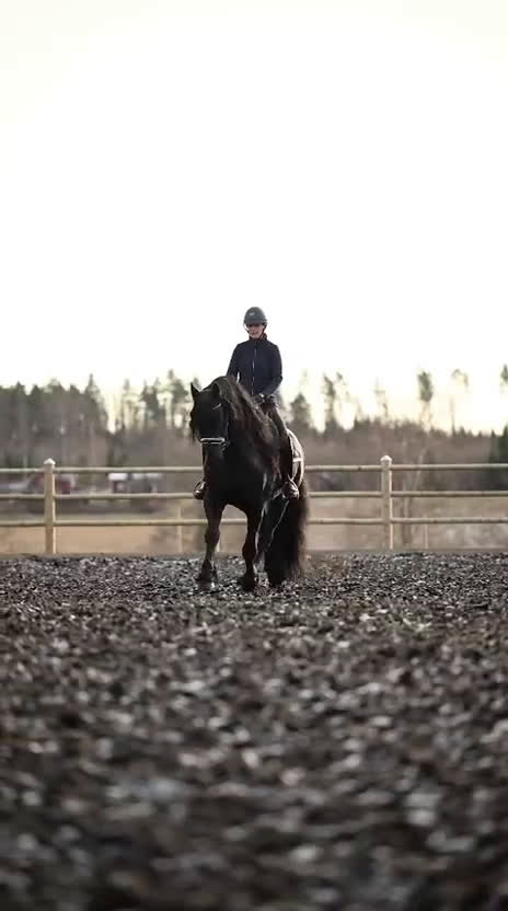 Dressyr hästar till salu: Mycket lovande Frieser med stor utstrålning  i Lindesberg - Video 1