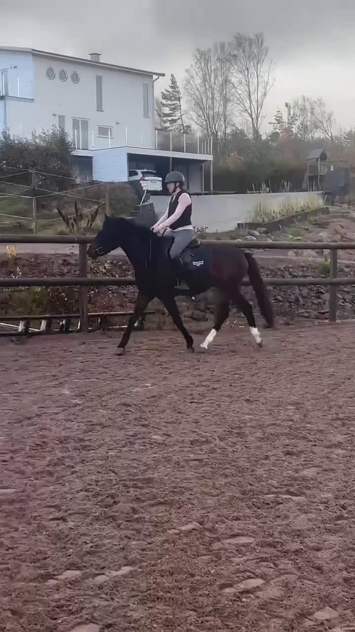 Allround hästar till salu: Trevligt och formbart 3-årigt sto i Uddevalla - Video 5