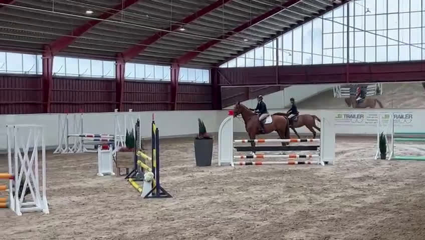 Hoppning hästar till salu: Lovande unghäst för framtiden! - Video 1