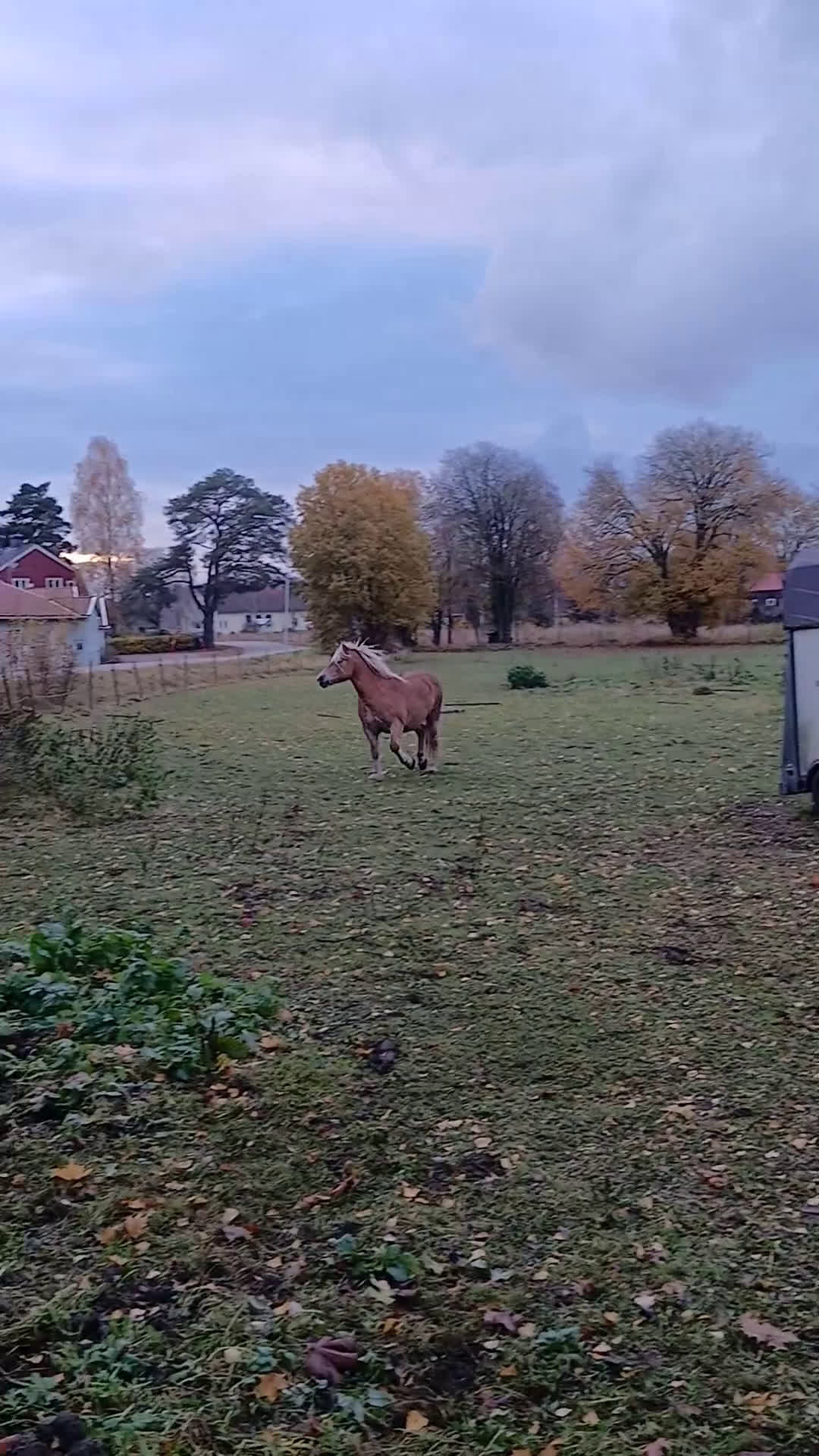 Avelshästar hästar till salu: Haflinger diplomsto i Alunda - Video 1
