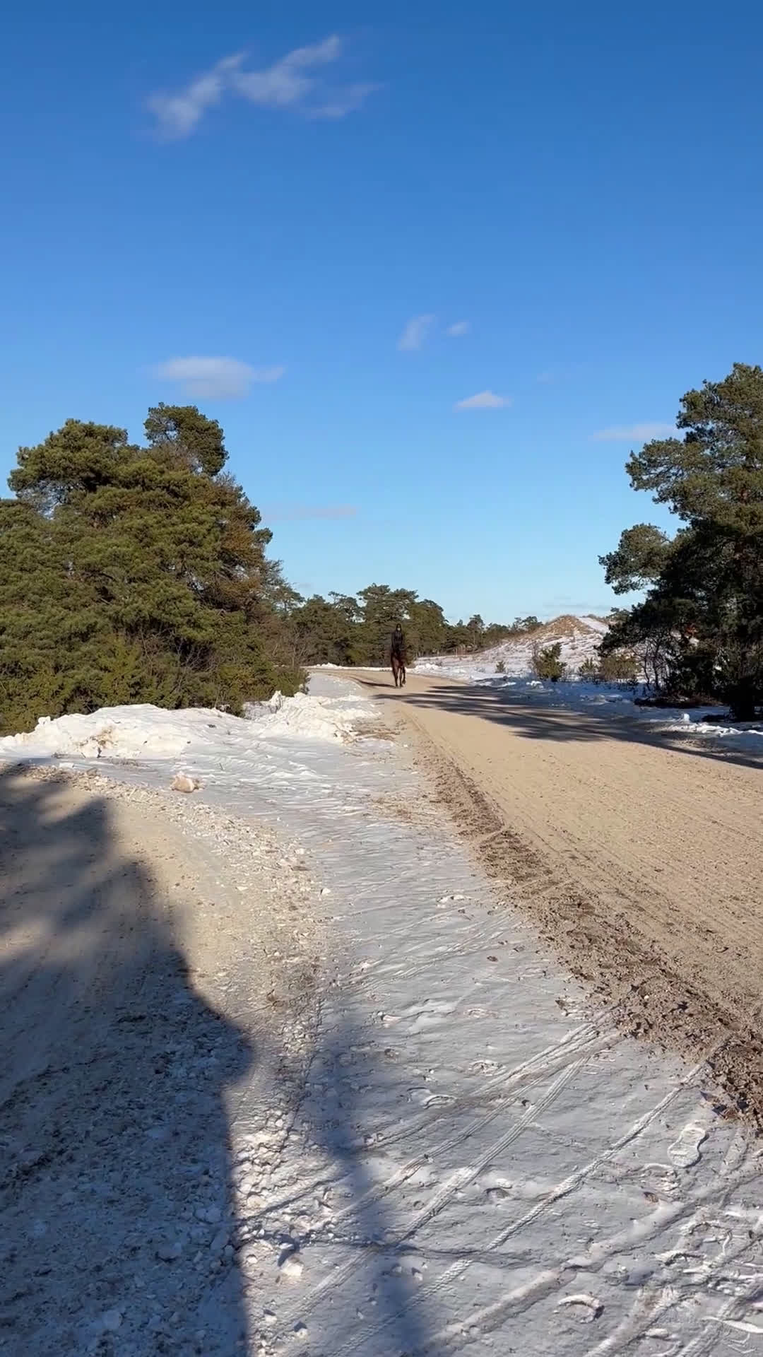 Sällskap hästar till salu: Modig valack till uteritter och sällskap i Visby - Video 1