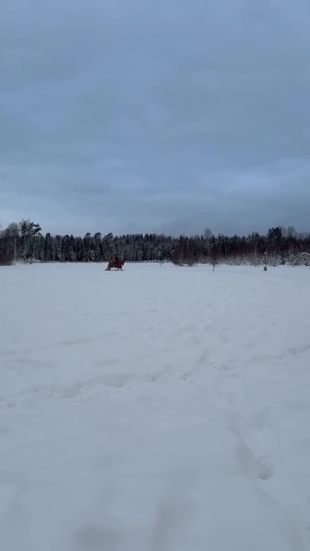 Dressyr hästar till salu: B ponny med SM kval  - Video 3