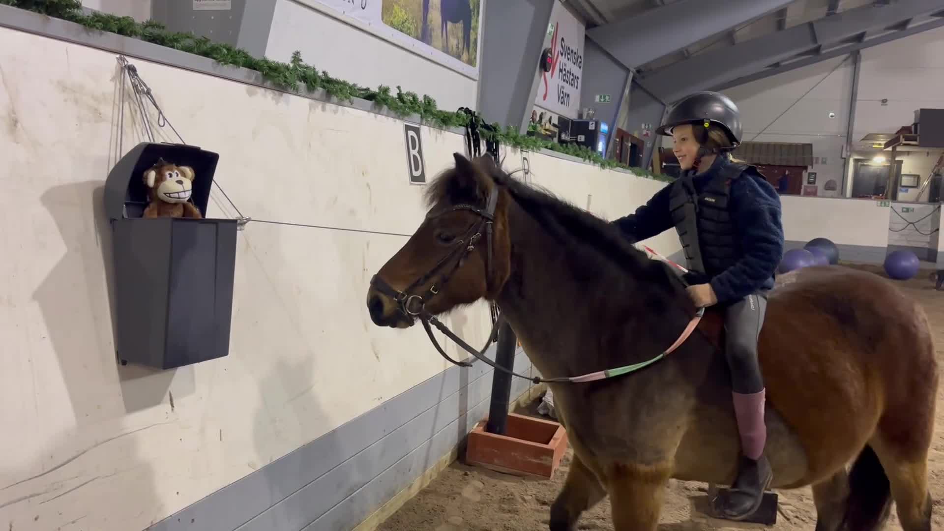 Allround hästar till salu: Trygg och snäll B ponny söker kärleksfullt hem - Video 2