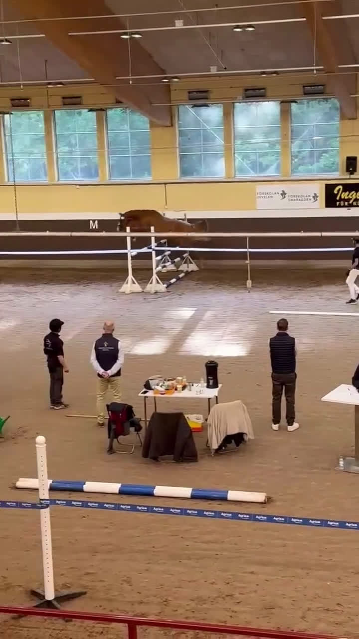 Allround hästar till salu: Formbar framtida stjärna! i Tranås - Video 2