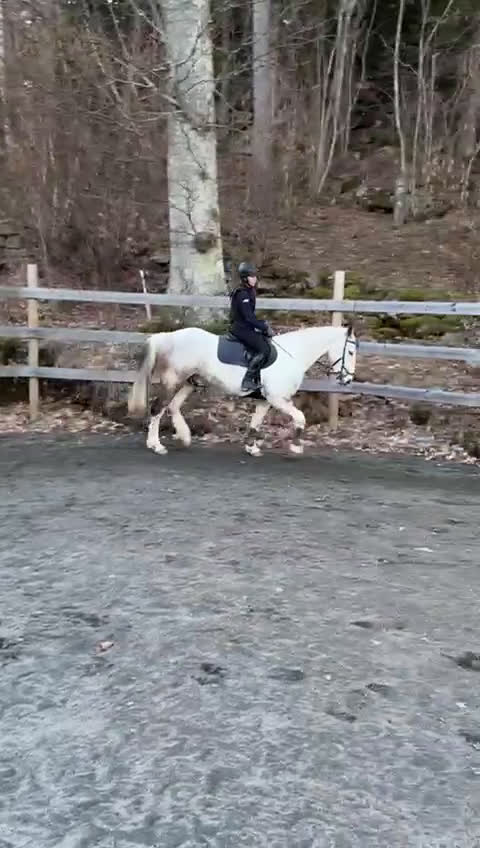 Hoppning hästar till salu: RESERVERAD Maxad D-ponny - Video 1