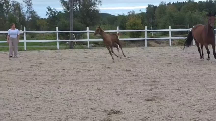 Dressyr hästar till salu: Passa på!! Dressyr löfte med högt meriterad stam! i Veddige - Video 5