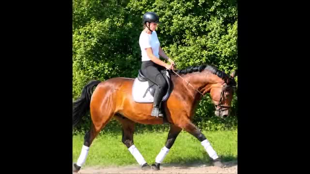 Allround hästar till salu: Your Dream allround partner - Video 1