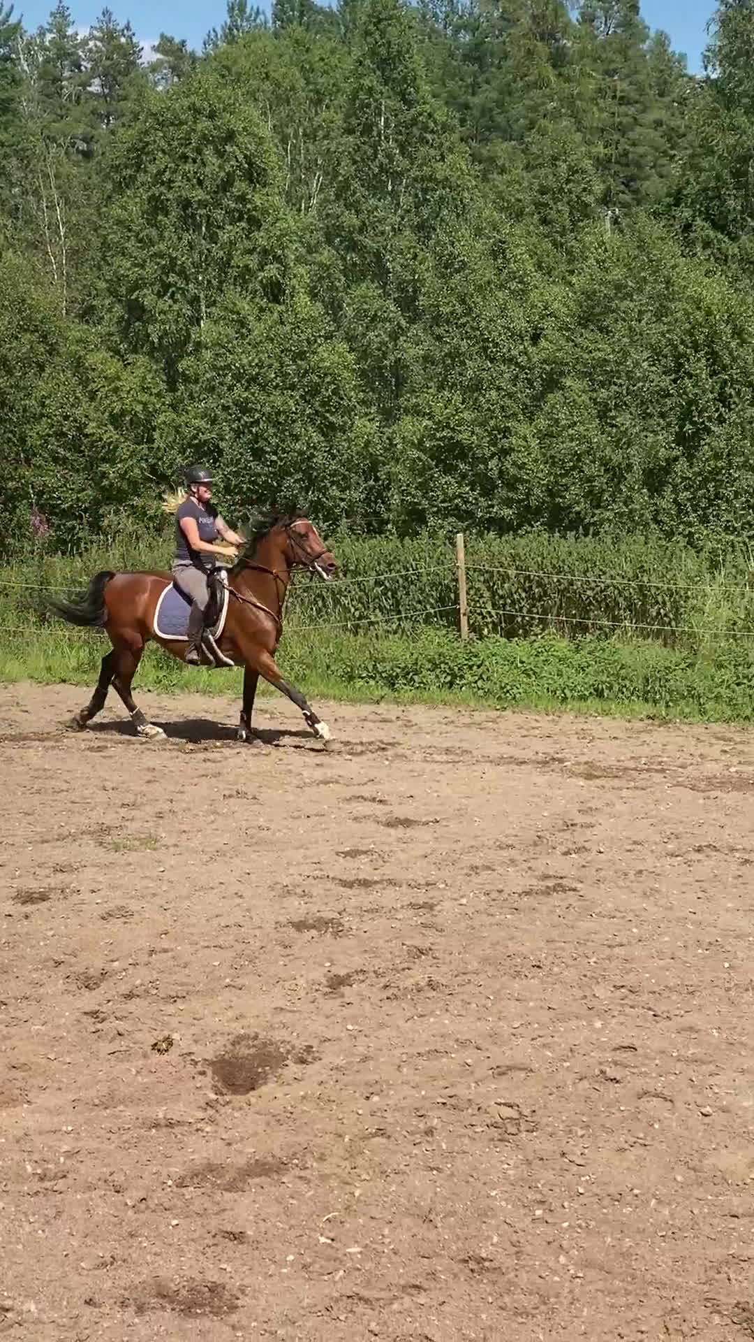 Allround hästar till salu: Intressekoll KWPN sto i Nässjö - Video 3