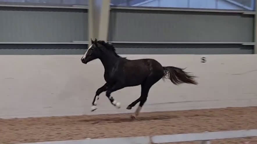 Dressyr hästar till salu: Fantastisk liten häst - Video 2