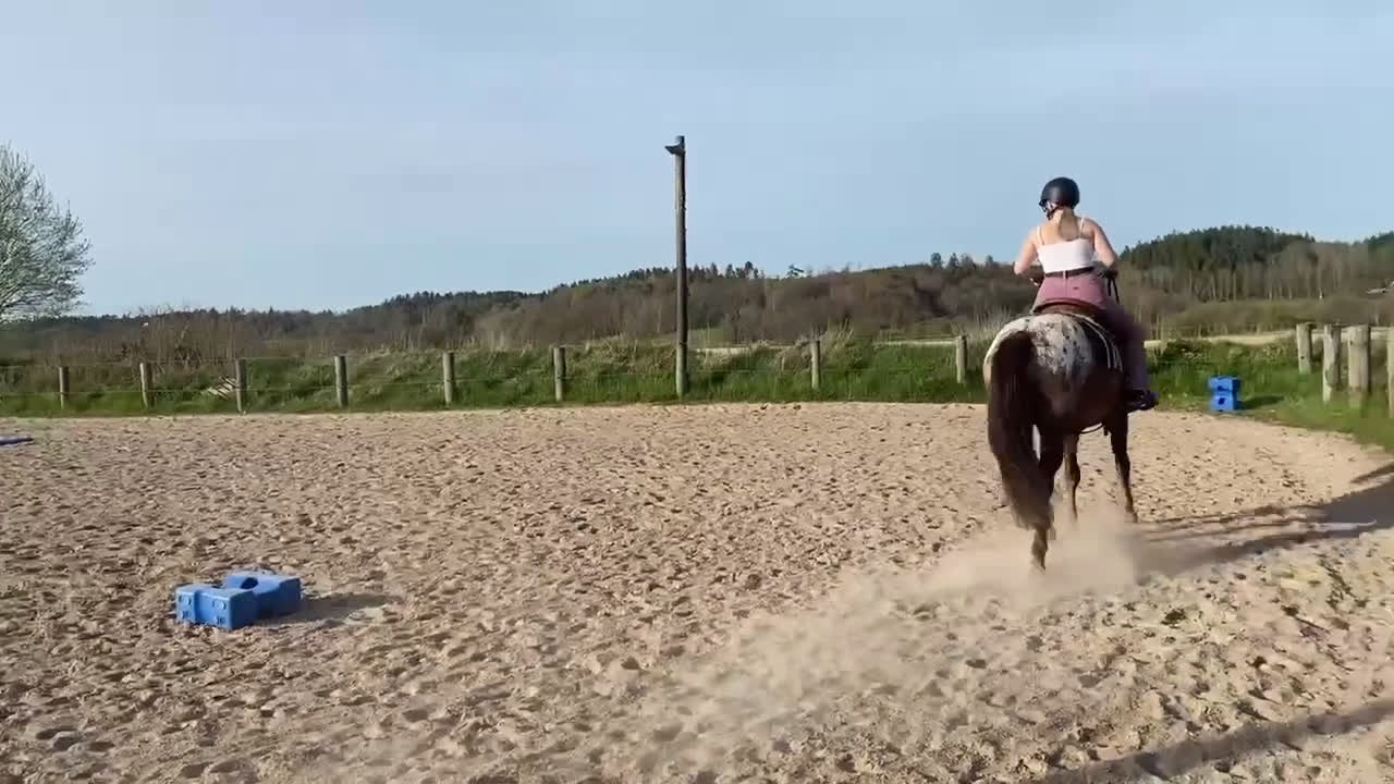 Allround hästar till salu: Genom go kille tillsalu till rätt hem 🏡  i Lilla Edet - Video 2